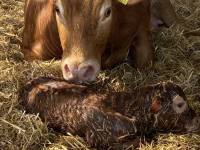 baby-heifer