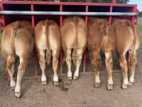 cow-bums