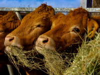 Happy little cows