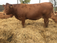 manby-grange-bull