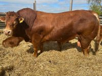 Manby Grange Bull