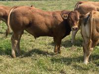 Our Herd 2024
