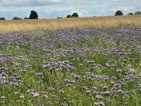 Wild Flowers