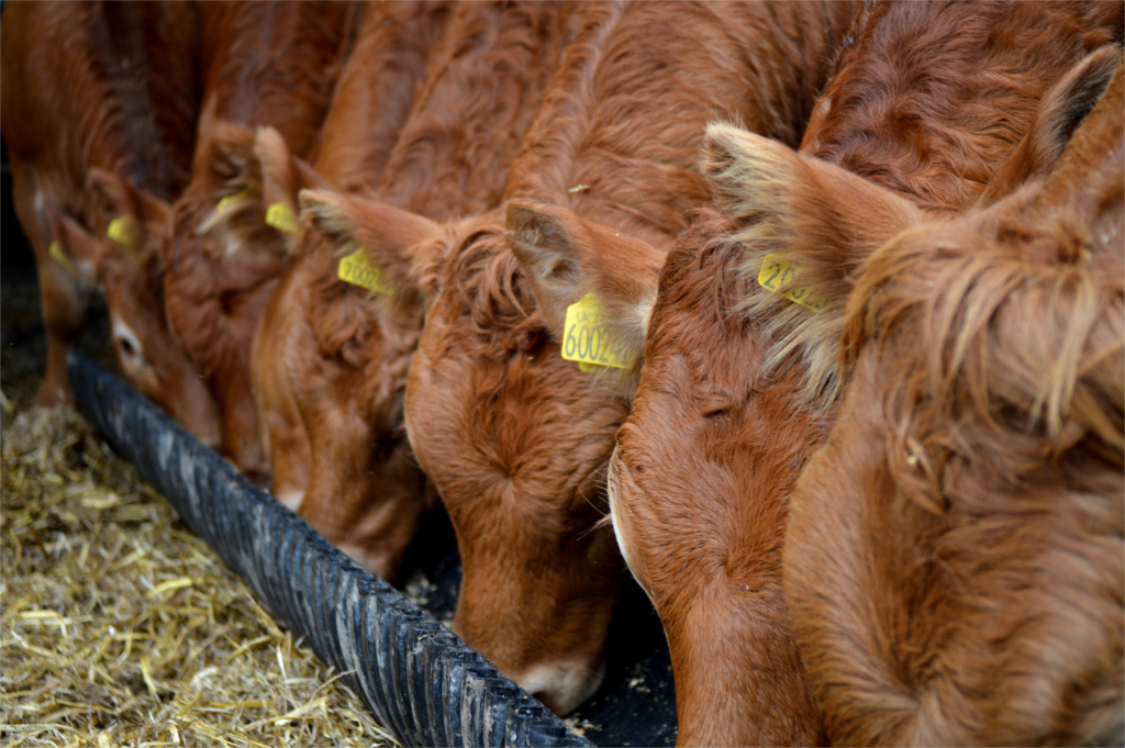 Manby Grange Farm Cattle